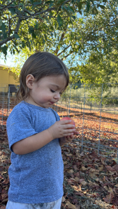 Young child exploring the orchard
