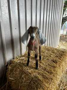 Nubian kid goat on hay bale