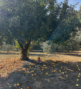 Kaikoa sitting near apple tree