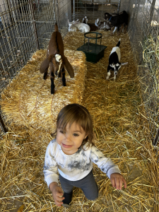 Kaikoa in the kid goat pen