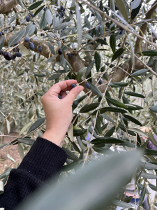 Picking olives off tree