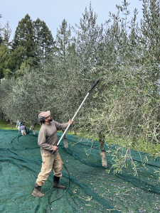 Worker harvesting olives with mechanical rake