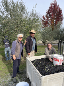 Family harvesting olives into collection bin