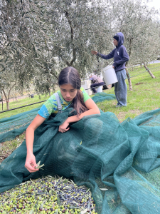 Child sorting harvested olives on net