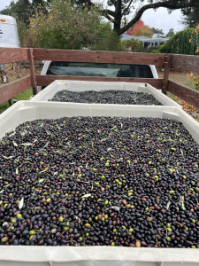 Olive harvest using mechanical rake