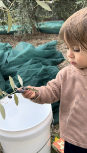 Young child holding freshly picked olives