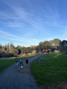 Child watching goats in a pasture
