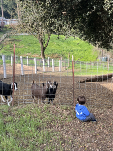 Young child visiting goats on the farm