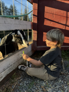 Child standing in a goat pasture