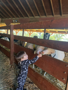 Child feeding a goat in a barn