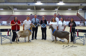 Award-winning Saanen goats at livestock show