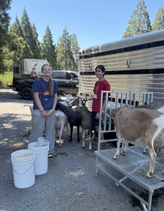 People milking goats at the fair
