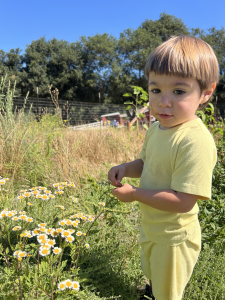Young child standing in a flower field