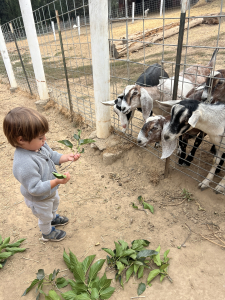 Child feeding goats through a fence