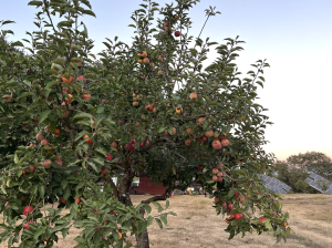 Apple tree with ripe apples