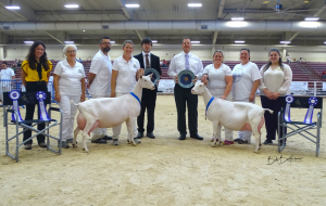Award-winning LaMancha goats at livestock show