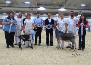 Award-winning Alpine goat at livestock show